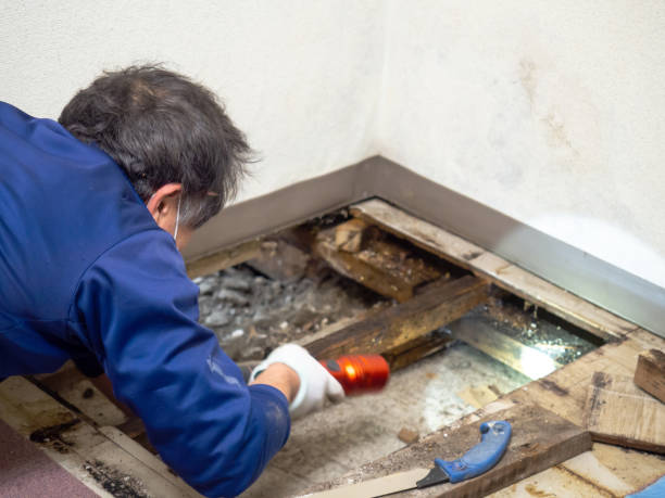Best Crawl Space Mold Removal  in Owatonna, MN