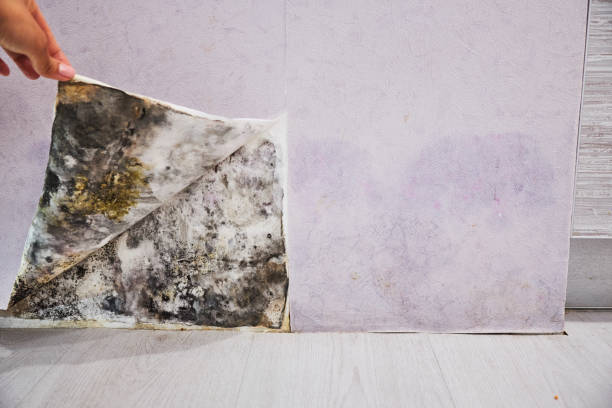 Best Certified Mold Removal  in Owatonna, MN